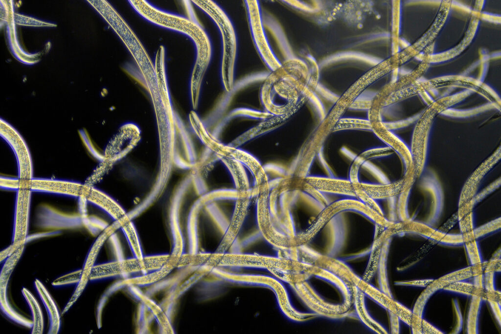 A tangle of microscopic nematodes