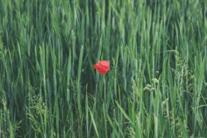 Red fescue with a single red poppy