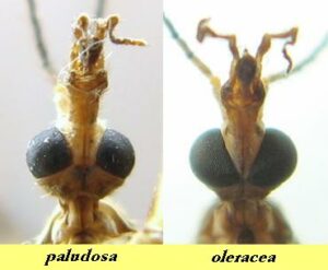 Crane fly Paludosa and Oleracea