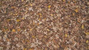 Fallen autumn leaves