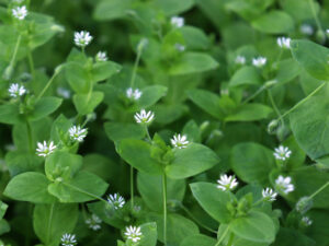 Chickweed,,stellaria,Media.,Young,Taste,Very,Gently,With,Flavor,Of