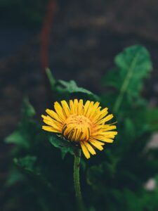 A single dandelion