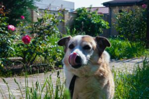 Dog thinking about eating grass