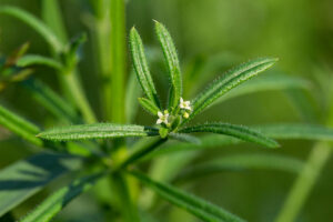 Goosegrass