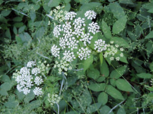 Ground elder