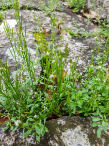 Hairy,Bittercress,,Cardamine,Hirsuta,,Growing,On,Meadows,Of,Galicia,,Spain