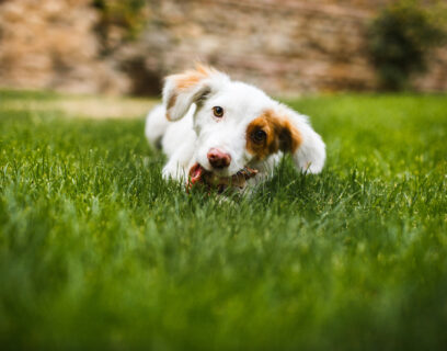 Pleased and happy dog eating meat on bone lying on green grass