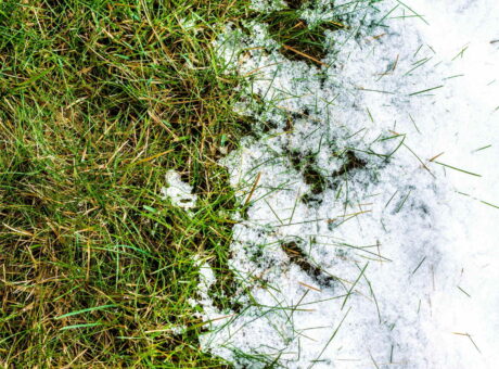 How to repair your lawn after winter