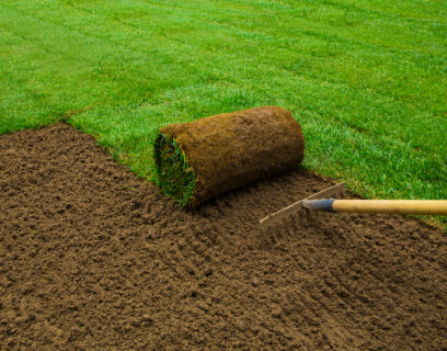 Gardener applying turf rolls in the backyard