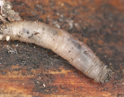 Daddy longlegs larva, leatherjacket, tipulidae, diptera on wood, macro photo