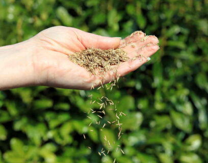 Sowing grass seed by hand