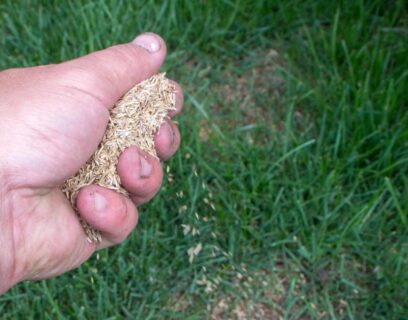 Sowing grass seed by hand