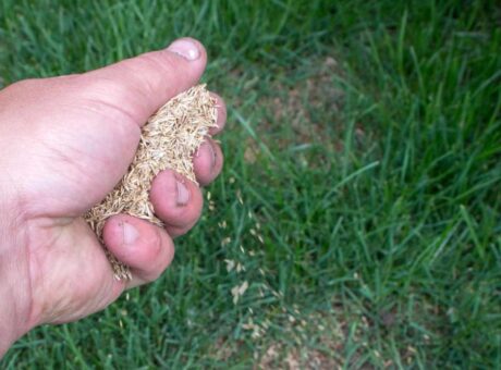 Sowing grass seed by hand