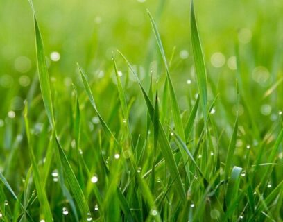 green gras with water drops