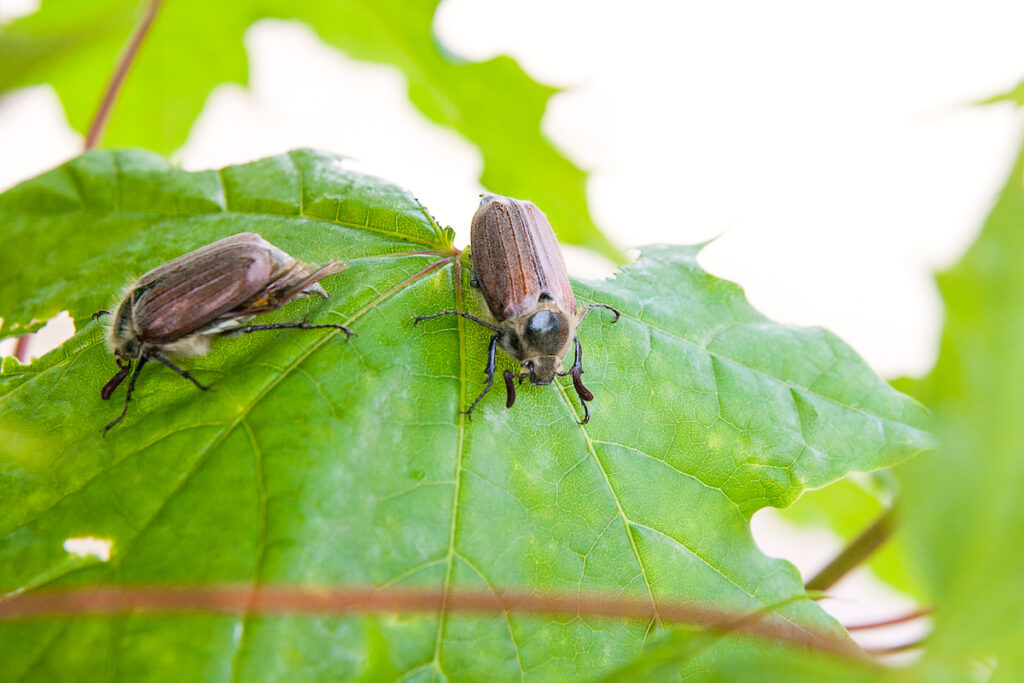 Two cockchafers on a leaf in the garden