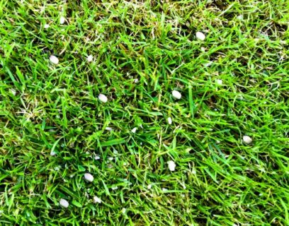 Mushrooms are growing in the lawn