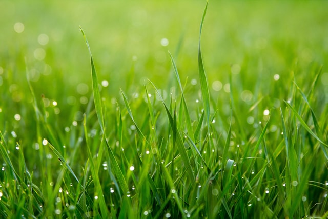 green lush lawn