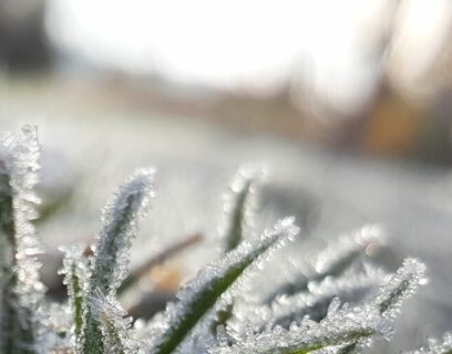 Lawn care in december