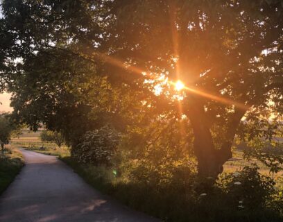 Sunshine through the trees