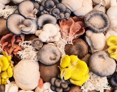 Mushroom selection