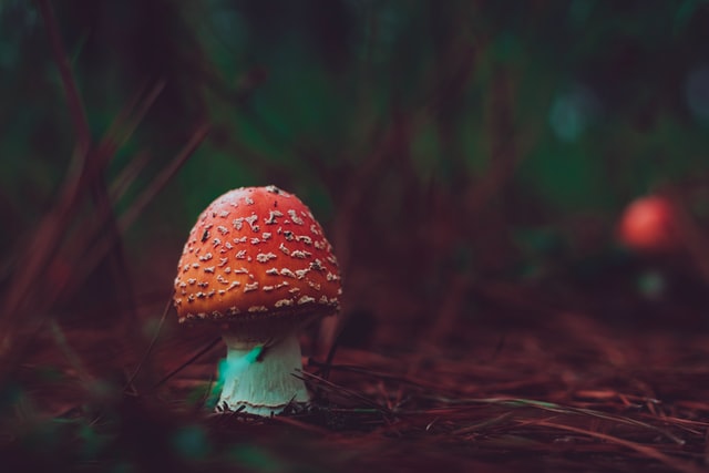 Toadstool on the ground