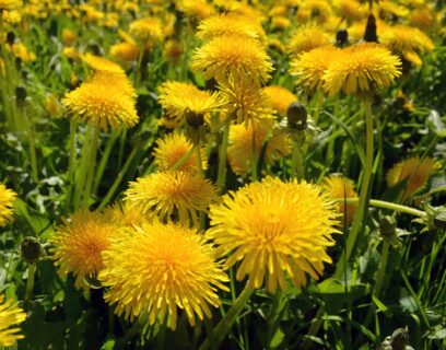 A field of dandelions