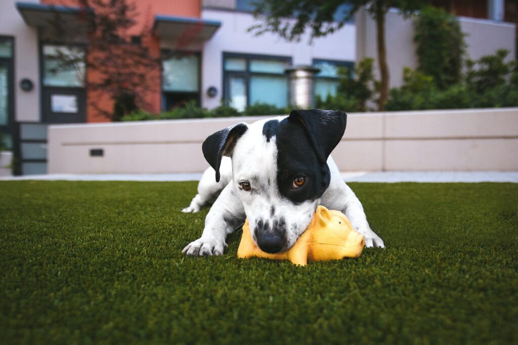 Dog playing on artificial grass