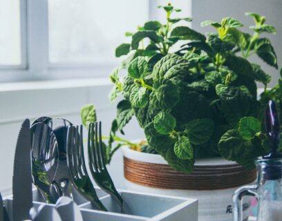 Mint growing in a pot in the kitchen