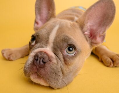 Cute dog on yellow background