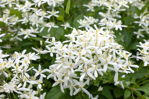 Jasmine flowers
