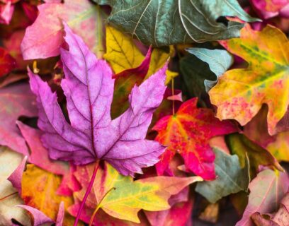 Beautiful autumnal leaves