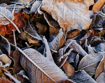 Frosty autumn leaves