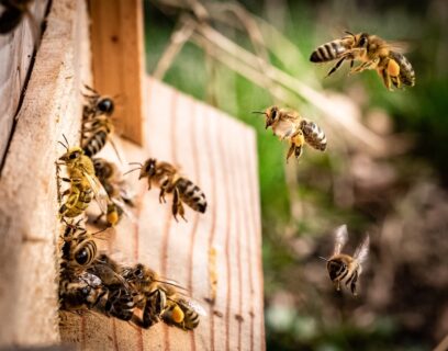 Bees flying into a hive