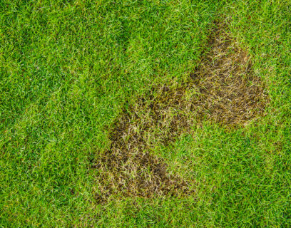 Brown lawn patches