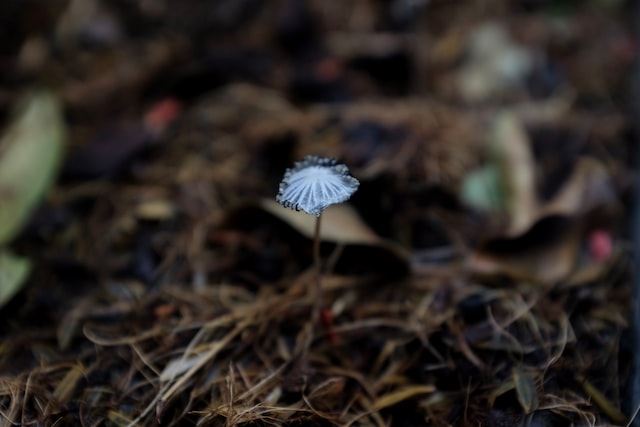 A single mushroom growing on the forest floor