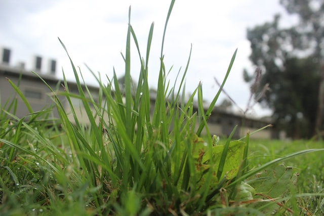 Lawn grasses