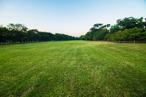 Annual meadowgrass