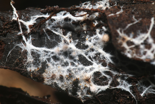 Close-up of mycorrhiza