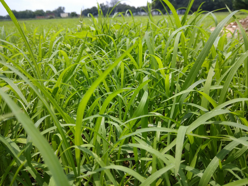 Perennial ryegrass