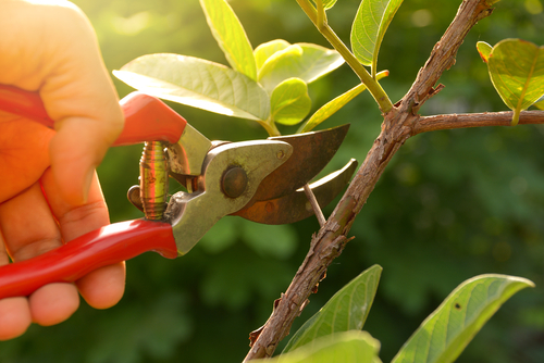 Pruning your winter plants