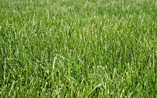 Fine-leafed red fescue