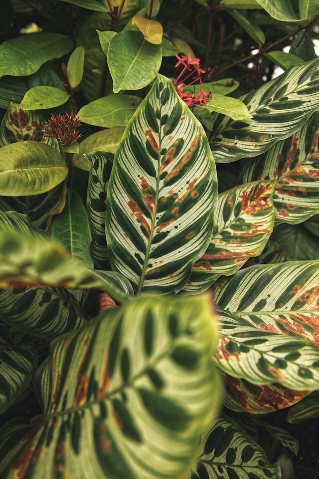 Green leaves with brown rust spots