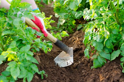 Garden hoe digging out a trench