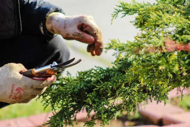 Pruning a bush with secateurs