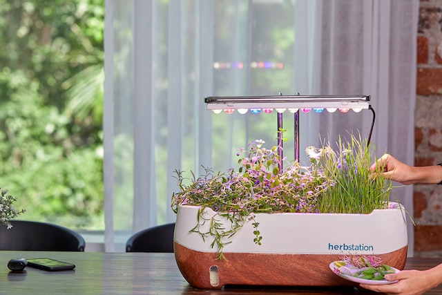 Indoor growing lights and a herb station