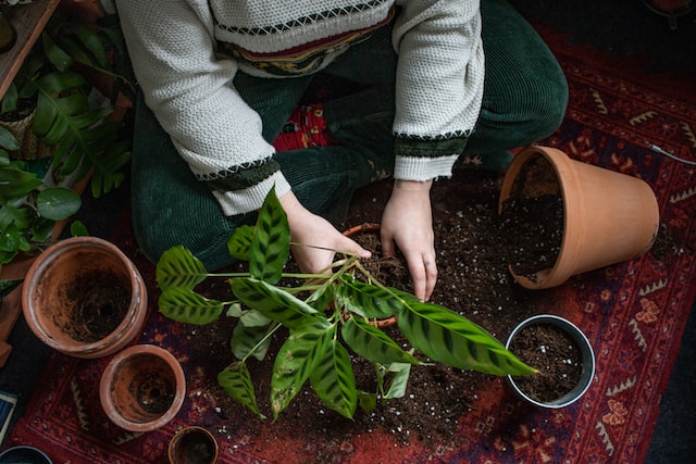 Person caring for potted plants