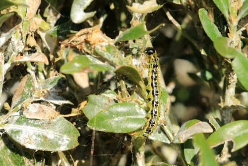 Dying box plant being eaten by a box caterpillar