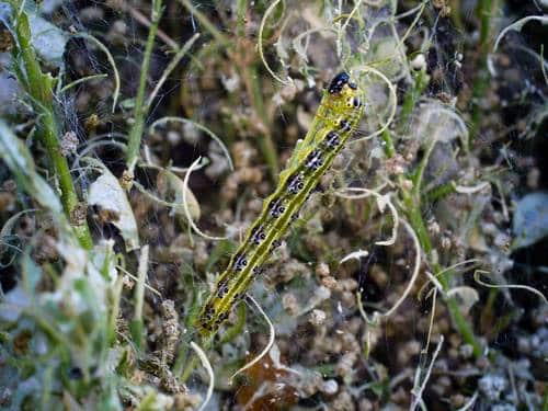 Box caterpillar silk on a dying buxus