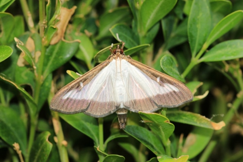 Box moth sitting on a box plant