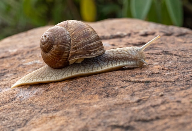 Brown garden snail